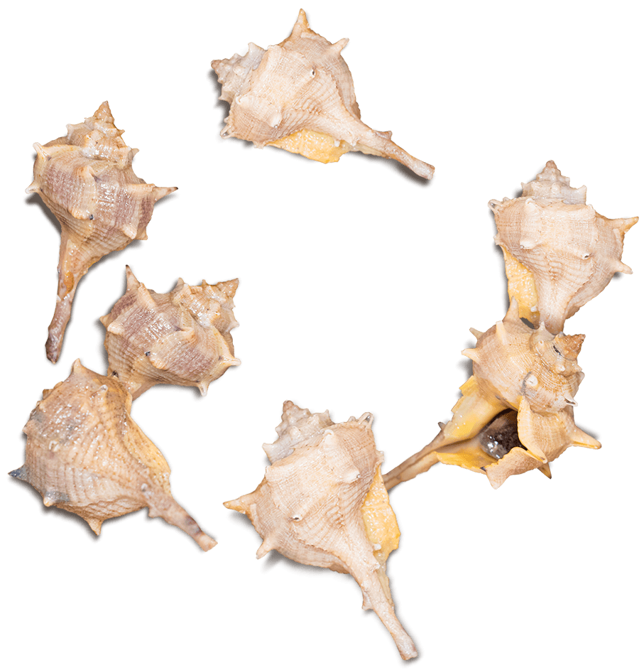 Caracoles Garcimar